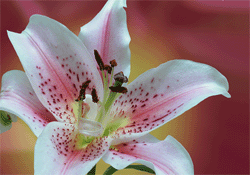 lys